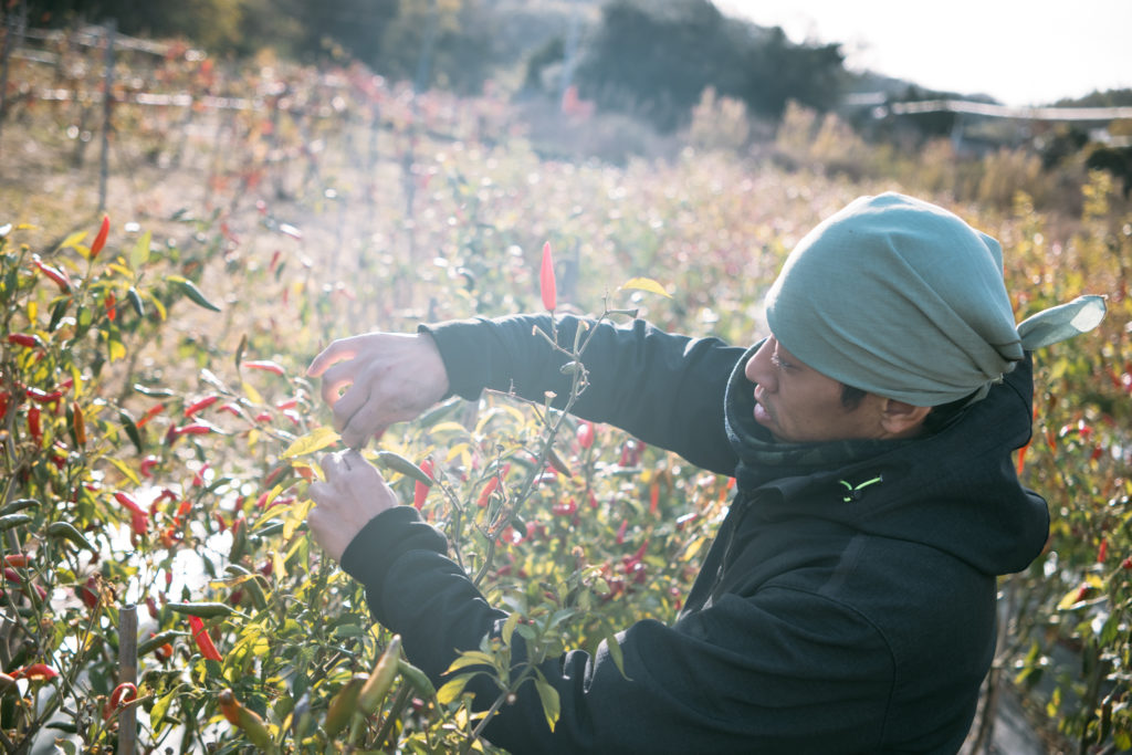 唐辛子を収穫する高橋さん