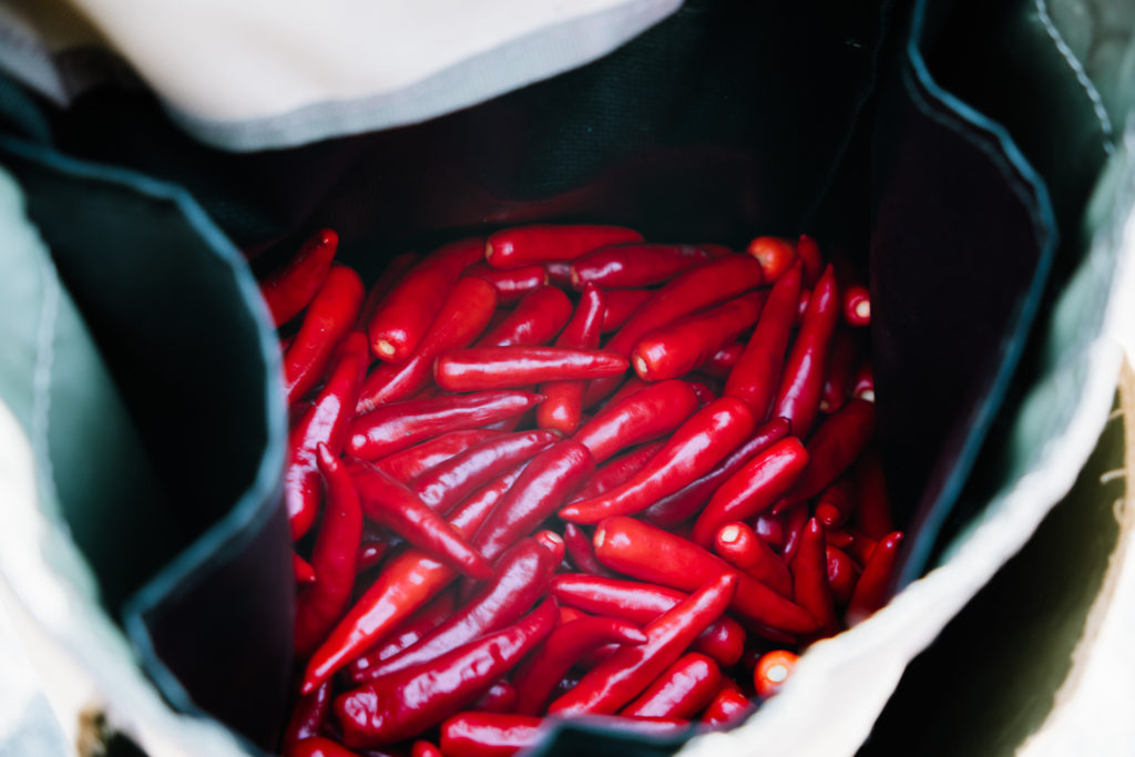 収穫した香川本鷹